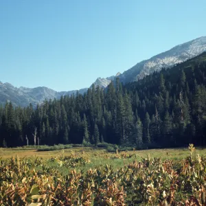 Big Flat, Coffee Creek, Trinity Alps, Mt. Meadow Ranch, alpine meadow