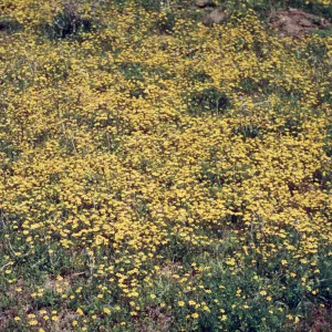 Baeria, field of yellow wildflowers, south of Julian