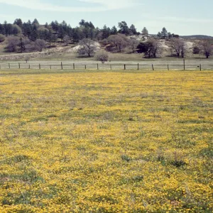 Baeria, field of yellow wildflowers, near Julian