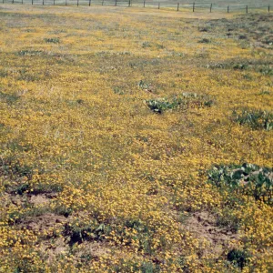 Baeria chrysostoma, field of yellow wildflowers, near Cuyamaca Lake