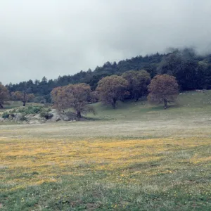 Baeria chrysostoma, field of yellow wildflowers and oaks, south of Julian, fog