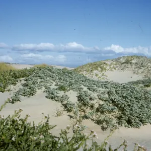 sand dunes, Pismo Beach
