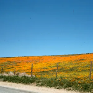 Eschscholzia californica, brilliant field of wildflowers, poppies and goldfields, roadside, Avenue I, north of Lancaster