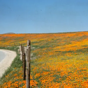 Eschscholzia californica, brilliant field of wildflowers, poppies and goldfields, roadside, Avenue I, north of Lancaster