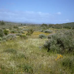 wildflowers and bush lupine, La Purisima, Lompoc