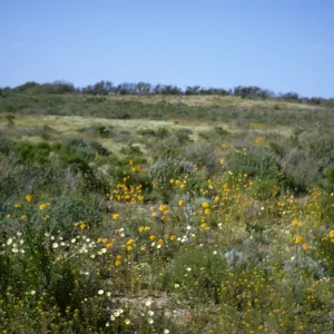 vegetation after La Purisima burn, lompoc