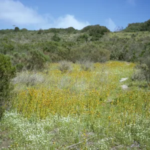 vegetation and wildflowers after La Purisima burn, Lompoc