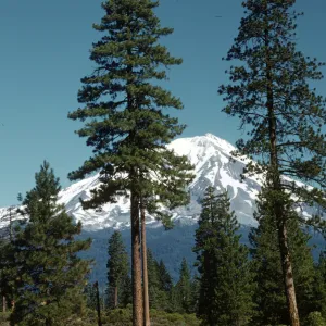 snow covered Mt Shasta from south, conifer forest