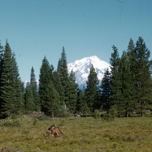 snow covered Mt Shasta from McCloud Road, conifer forest, meadow