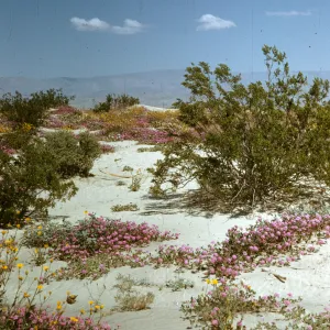 Indio, desert wildflowers, sand