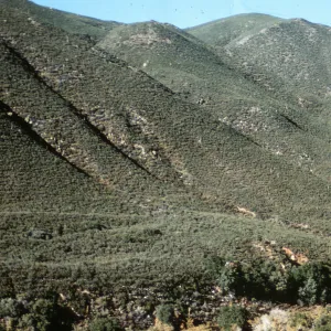 southern chaparral, Banner Grade