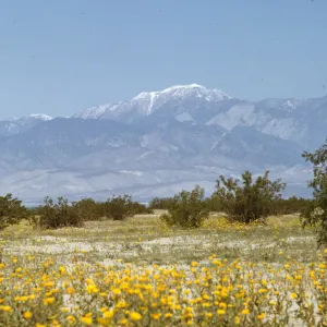 Mt. San Gorgonio