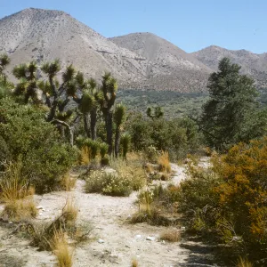 Hwy 138 w. of Cajon Pass