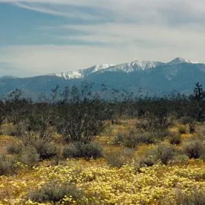 Mount Baldy (Mount San Jacinto)