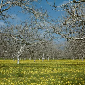 Goleta Orchard