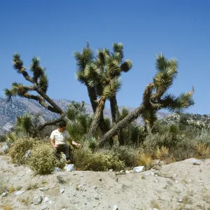 Joshua Woodland, Hwy 138 just west of Cajon Pass