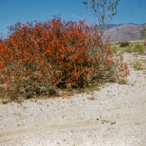 Joshua Tree National Monument, entrance