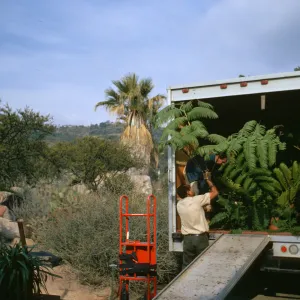 Nursery delivery truck, unloading plants for the SBBG Plant Sale