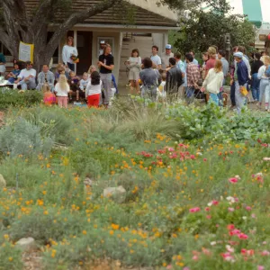 Ground Cover Display, lower Meadow, Family Day, 1989