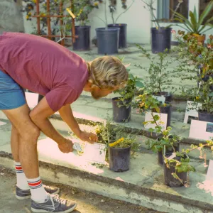 SBBG Spring Plant Sale, 1988. Mike Shobe