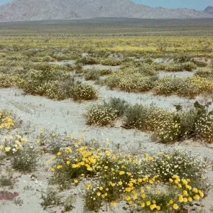 desert wildflowers, California landscapes, Twenty-nine Palms