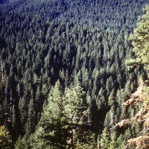 North Yolla Bolly Mtns, Red Fir Forest