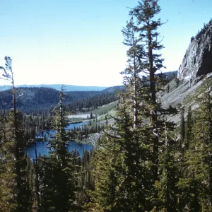 Twin Lakes, Mammoth Lakes, Lodgepole Pine Forest