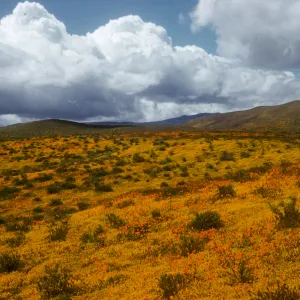 Antelope Valley, Wildflowers