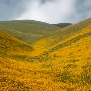 Gorman, wildflowers