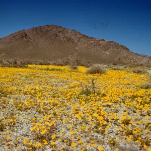 Coreopsis, road to Cottonwood Springs