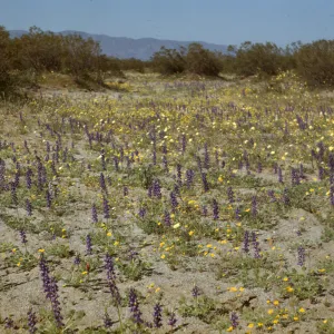 Desert wildflowers; Lupinus odoratus, Coreopsis bigelovii, Larrea