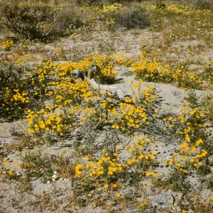 poppies; Cottonwood Springs Road
