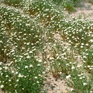 Mojave Desert, desert flowers