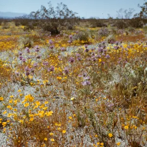  Antelope Valley, thistle sage & salvia carduacea