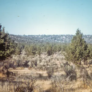 Northern Juniper Woodland, west of Alturas, Modoc county