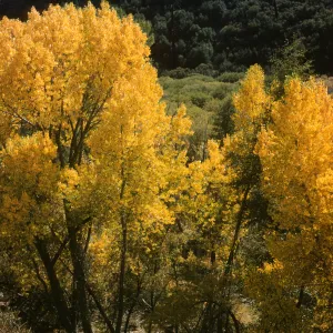cottonwoods, Sespe