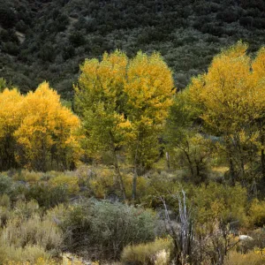 Sespe Creek cottonwoods