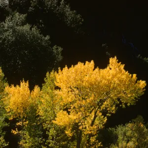 Sespe Creek cottonwoods