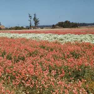 Lompoc flower fields, sweet peas