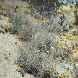 Custer Road, Lucerne Valley, Mojave Desert, Coreopsis