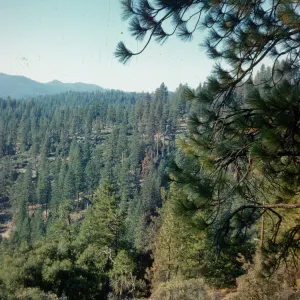 Yellow Pine, Kings River Canyon, Sequoia Park