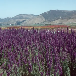 Lompoc flower fields