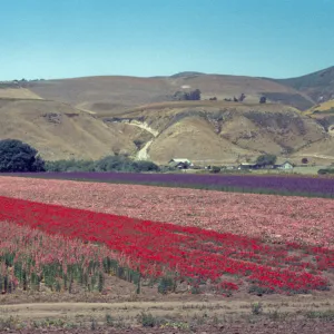 Lompoc flower fields