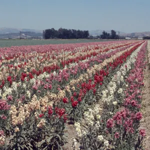 Lompoc flower fields