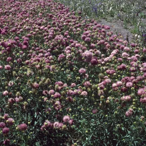 Lompoc flower fields