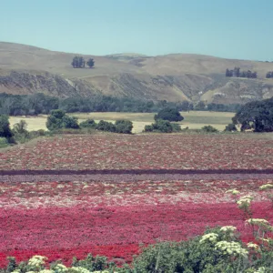 Lompoc flower fields