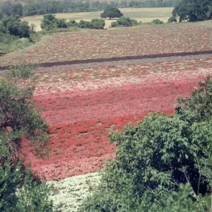 Lompoc flower fields