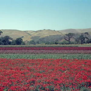 Lompoc flower fields