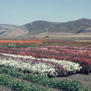 Lompoc flower fields