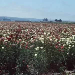 Lompoc flower fields
